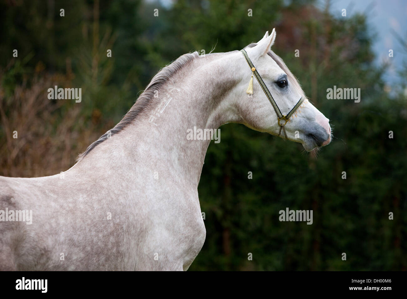 Arabian stallion, gray, portrait, wearing a show halter, North Tyrol, Austria, Europe Stock Photo