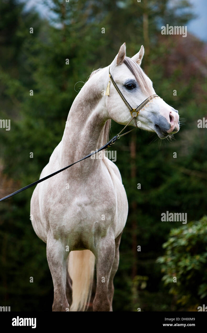 Stallion posturing, Arabian stallion, gray, portrait, wearing a show halter, North Tyrol, Austria, Europe Stock Photo