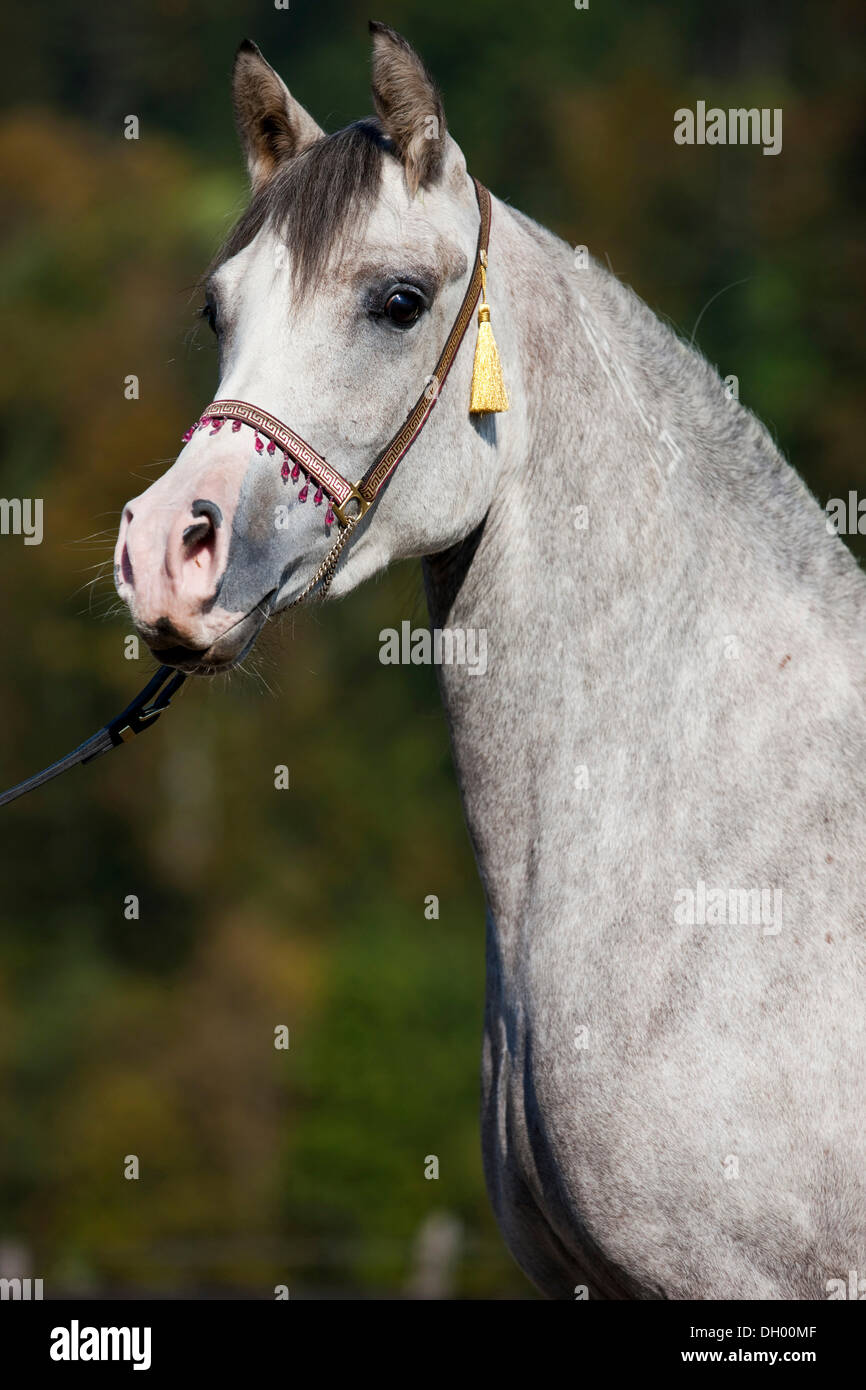 Horse wearing halter hires stock photography and images Alamy