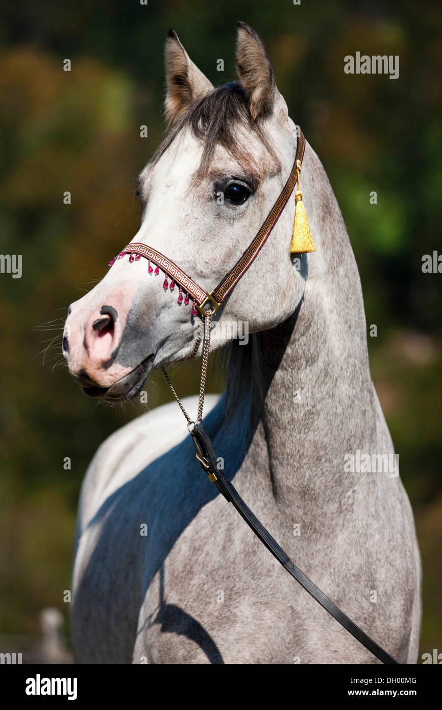 Arabian horse, gray, portrait, wearing a show halter, North Tyrol, Austria, Europe Stock Photo