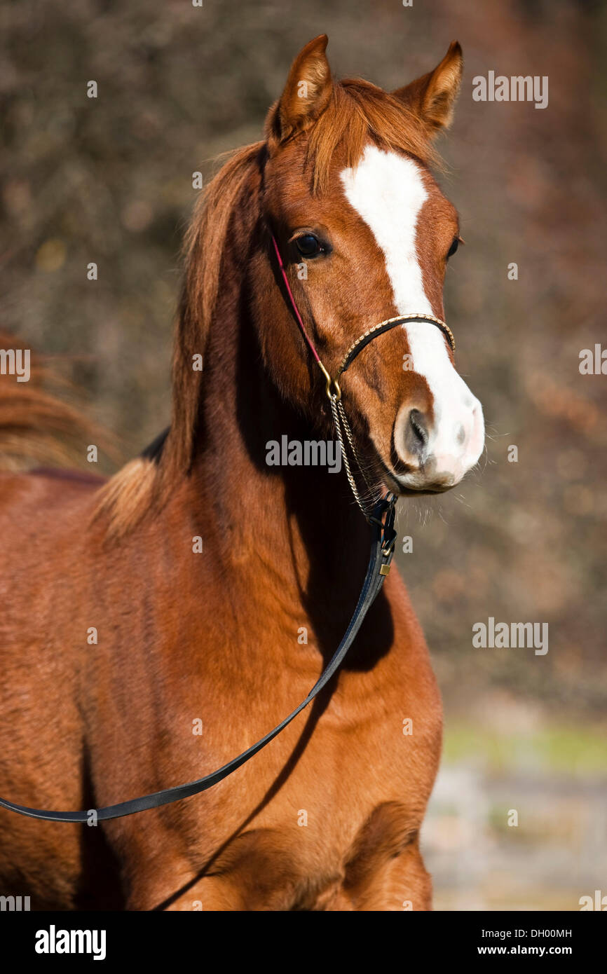 Arabian horse, yearling, fox, portrait, wearing a show halter, North Tyrol, Austria, Europe Stock Photo