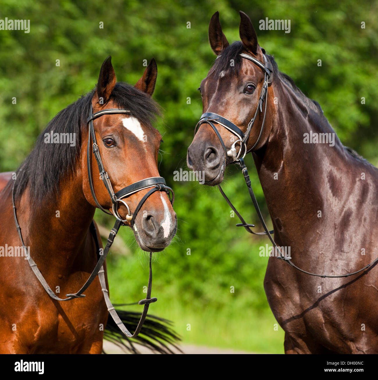 Hanoverian and Oldenburger horses, bay, portrait, wearing bridles and snaffles, North Tyrol, Austria, Europe Stock Photo