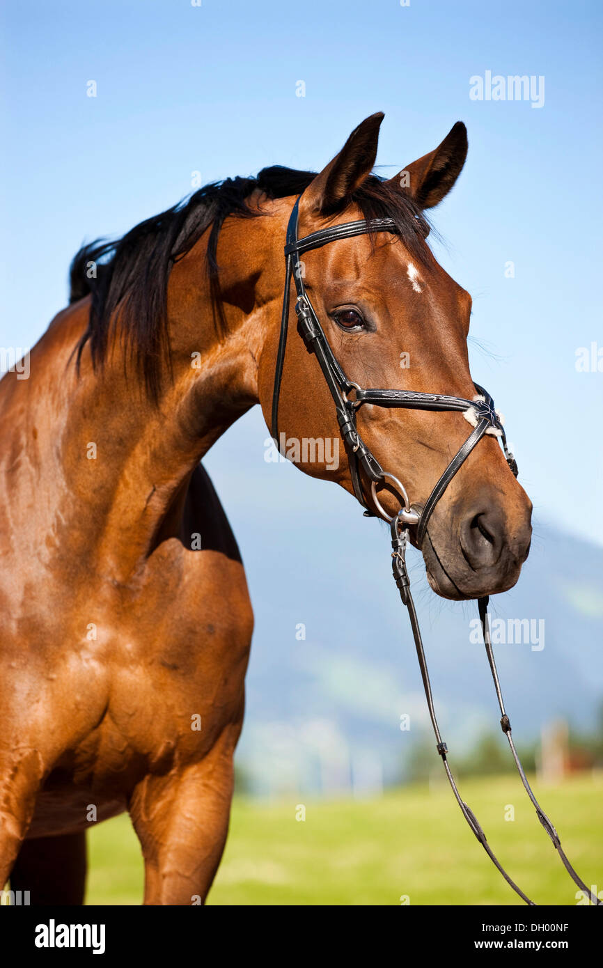 Bavarian Warmblood horse, portrait wearing a bridle and a snaffle