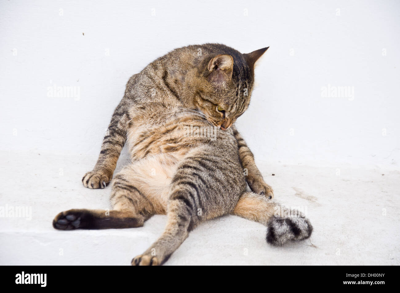 cat cleaning itself for hygiene Stock Photo Alamy