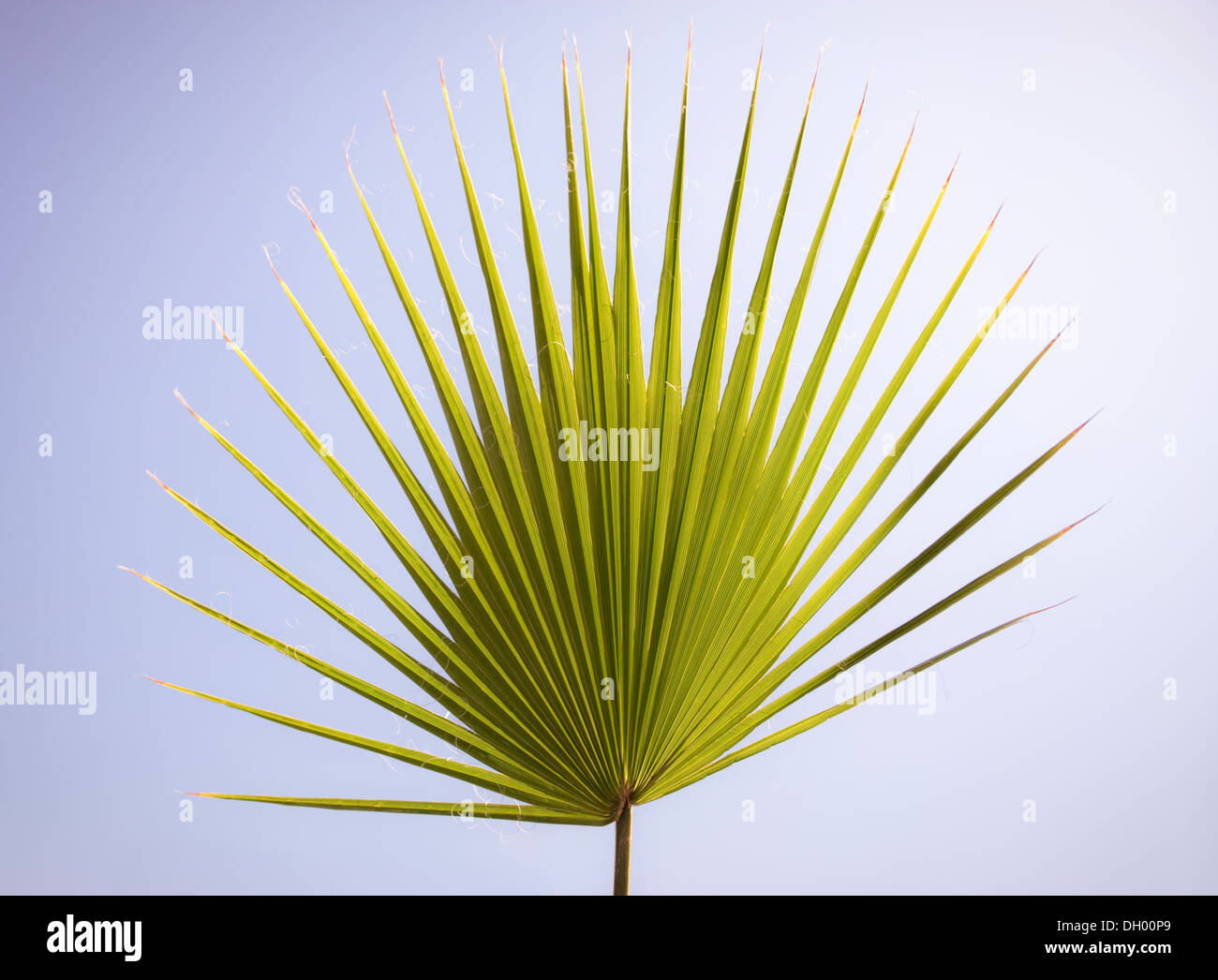A fan palm leaf Stock Photo