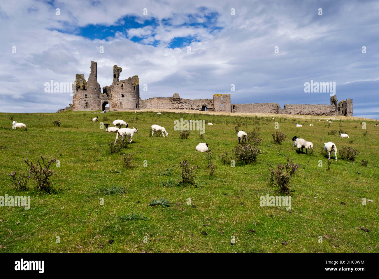 Sheep in front of Dunstanburgh Castle, Northumberland, England, United Kingdom Stock Photo
