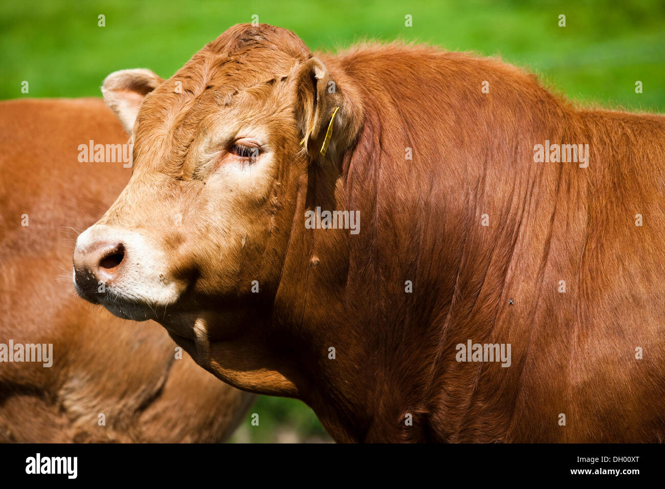 Limousin Cattle, bull, Lake District, England, United Kingdom Stock Photo