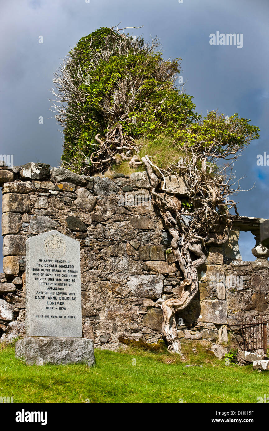 Tree grown into a cemetery wall, Isle of Skye, Scotland, United Kingdom Stock Photo