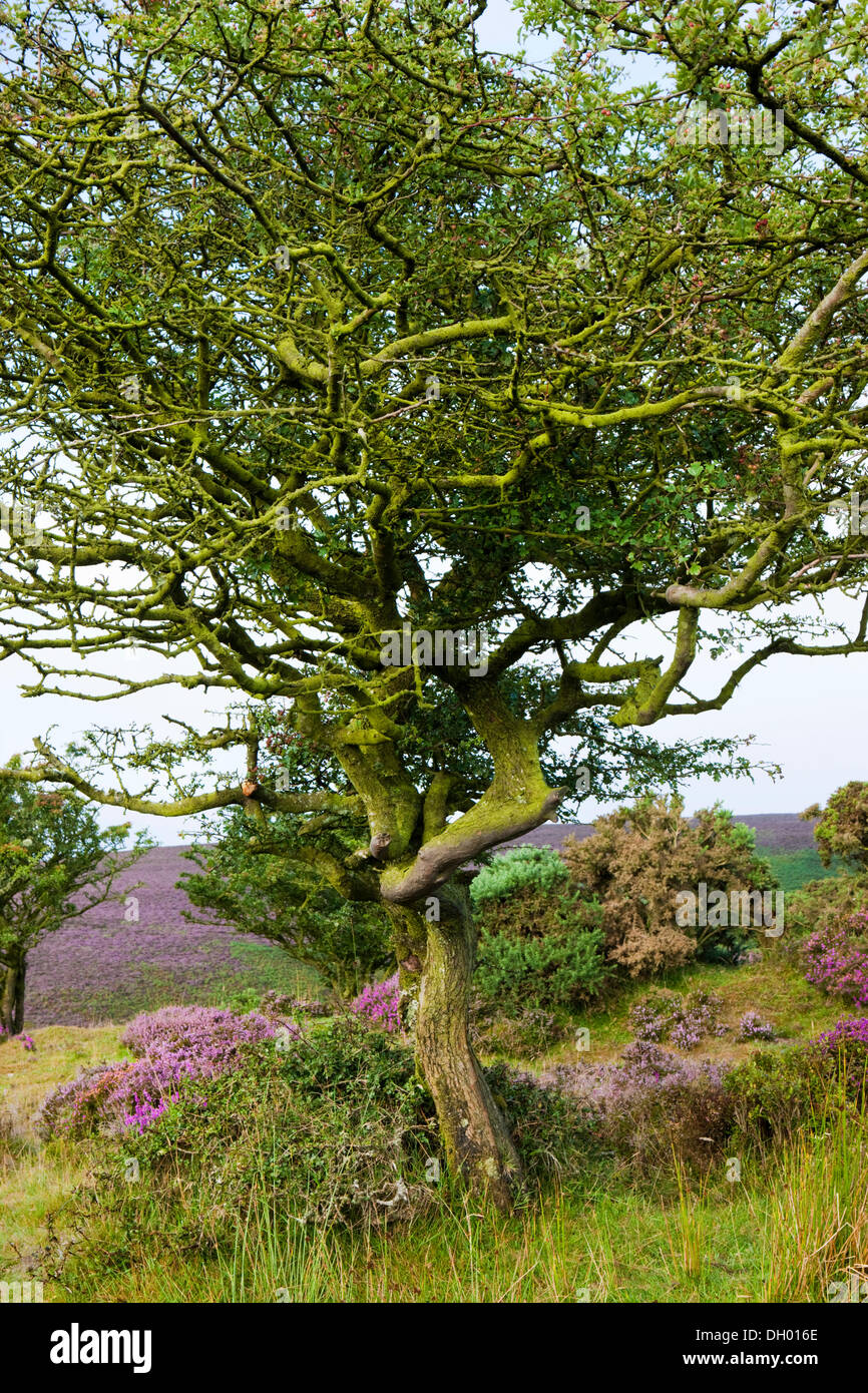 Gnarled tree in a heather landscape, Exmoor Nationalpark, Somerset, England, United Kingdom Stock Photo