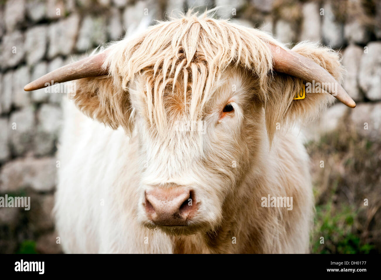 Scottish Highland Cattle, young bull, mixed-breed, Cornwall, England, United Kingdom Stock Photo