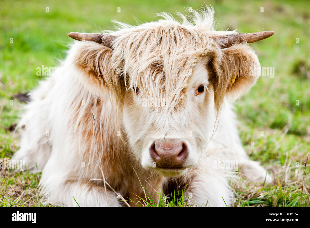 Scottish Highland Cattle, young bull, mixed-breed, Cornwall, Cornwall, England, United Kingdom Stock Photo