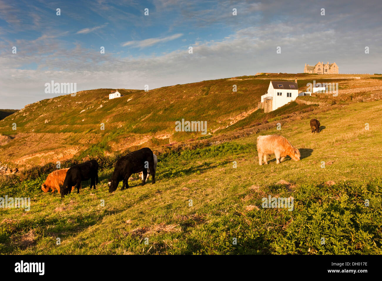 Cows grazing on a pasture, Cornwall, Cornwall, England, United Kingdom Stock Photo