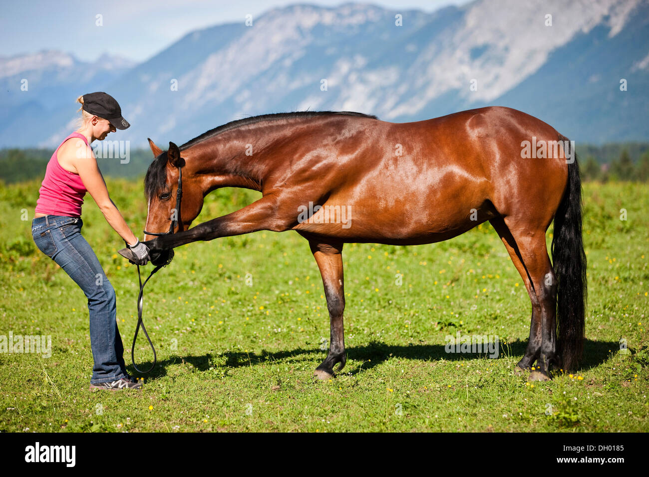 Young woman doing stretching exercises with a Morgan Horse, North Tyrol, Austria Stock Photo
