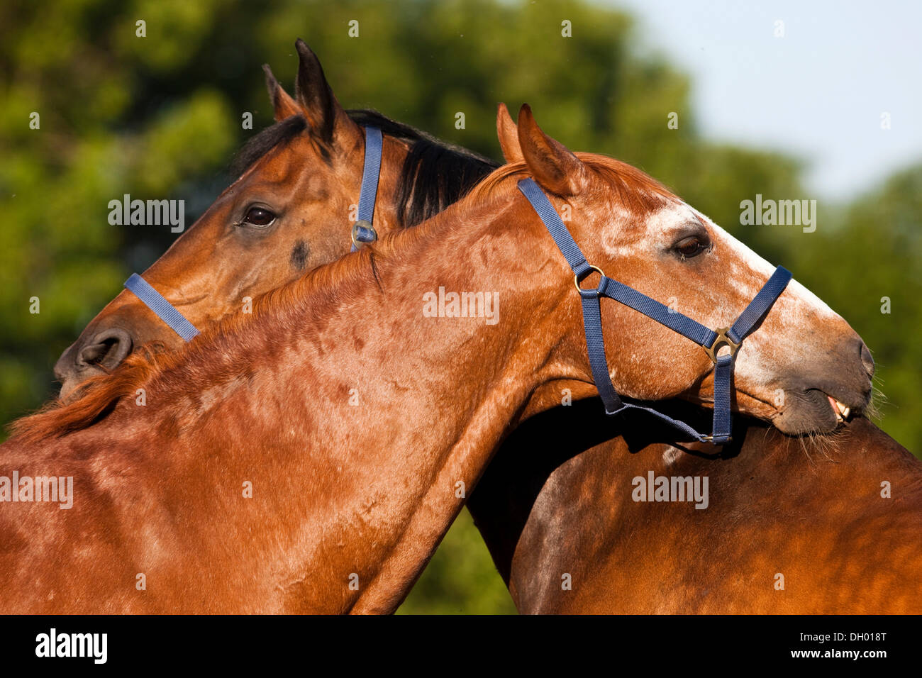 Austrian Warmbloods, chestnut and bay horses, nuzzling each other Stock