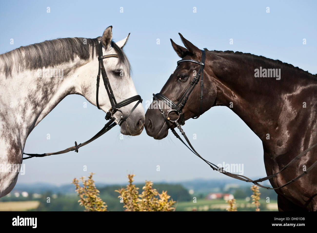 Bridled Hanoverians, grey horse and black horse, nuzzling each other, Austria Stock Photo