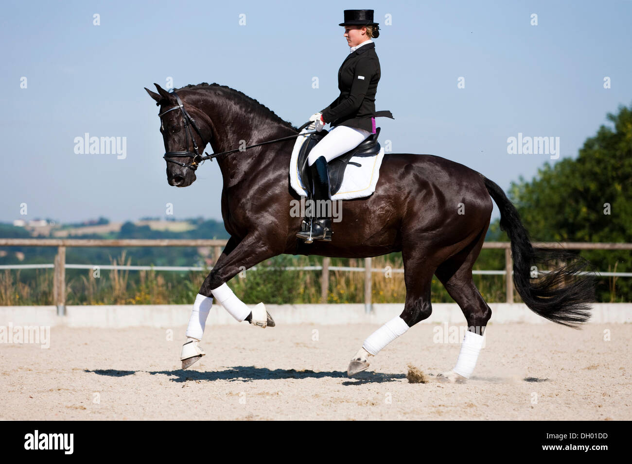 Young woman in a formal riding dress riding a galloping Hanoverian horse, dressage, black horse, Austria Stock Photo