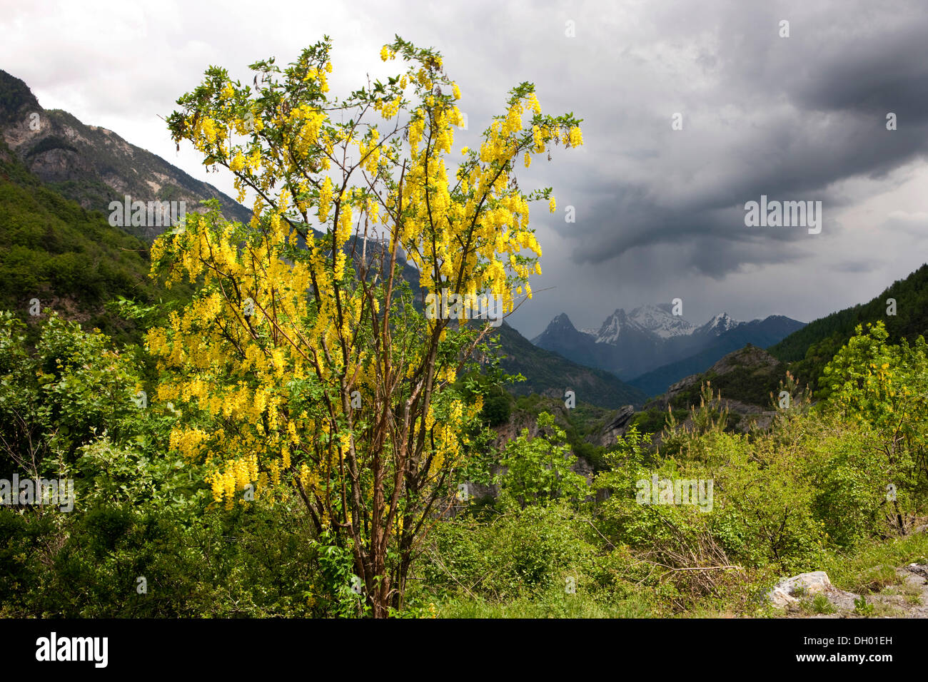 Common Laburnum, Golden Chain or Golden Rain (Laburnum anagyroides), Alpes-de-Haute-Provence, France Stock Photo