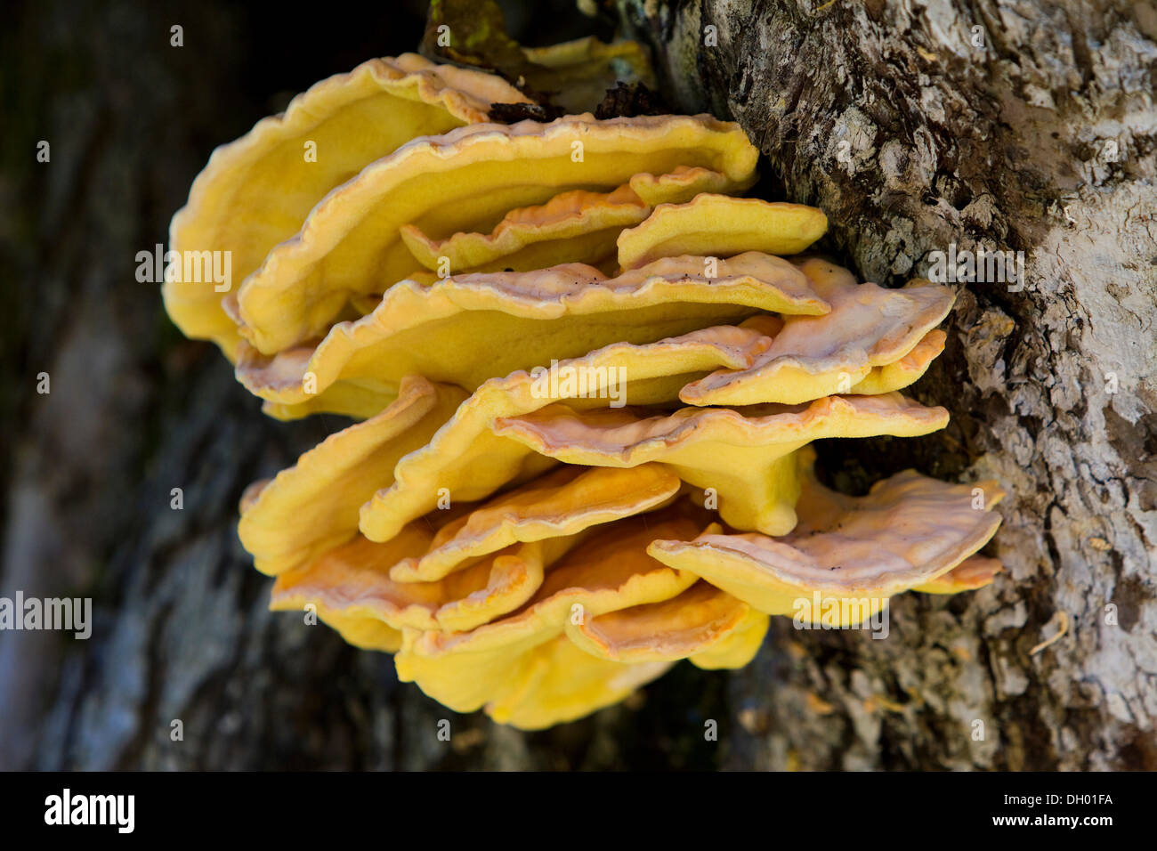 Sulphur Polypore, Sulphur Shelf or Chicken of the Woods (Laetiporus sulphureus), North Tyrol, Austria Stock Photo
