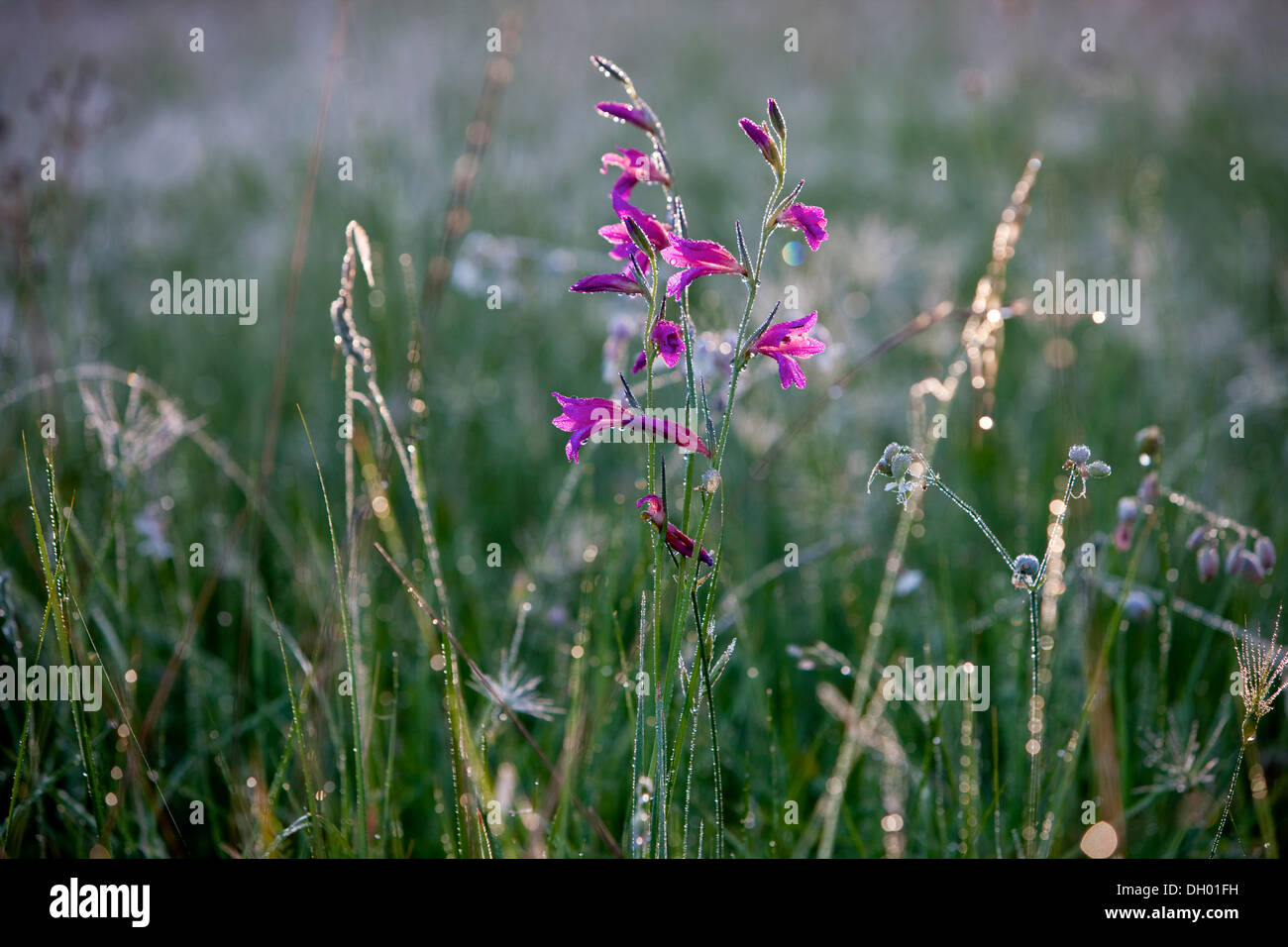 Bellflower (Campanula) with morning dew, France Stock Photo