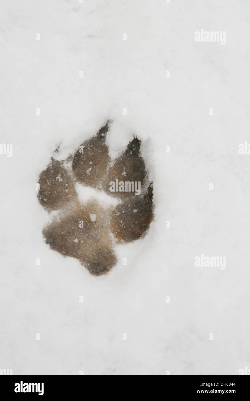 Paw print of a large dog in the snow, track Stock Photo - Alamy