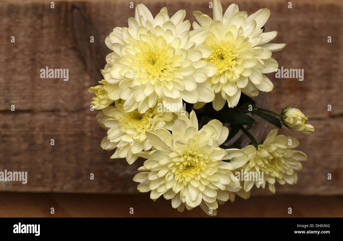 yellow chrysanthemum in the vase Stock Photo Alamy