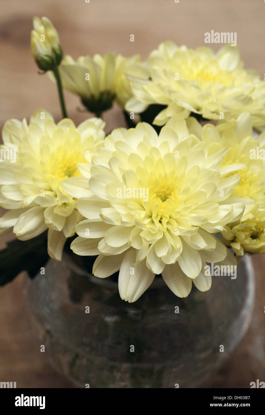yellow chrysanthemum in the vase Stock Photo Alamy