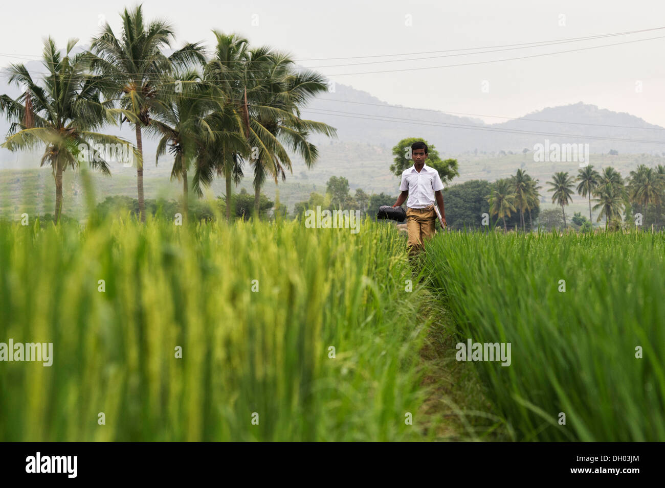 Indian teenage school boy walking across a rice paddy going to school. Andhra Pradesh, India Stock Photo