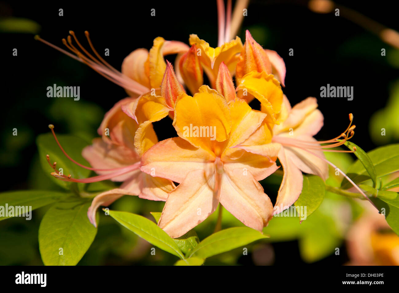 Blooming rhododendron, Rhododendron Park in Dresden-Wachwitz, Wachwitzer  Hoehenpark, Saxony Stock Photo - Alamy