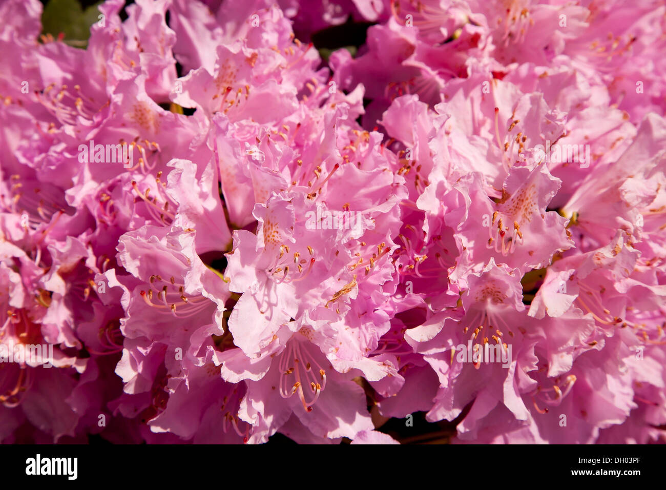 thuja online Thuja orientalis 'Weedom' – Singing Tree Gardens Nursery main image 0