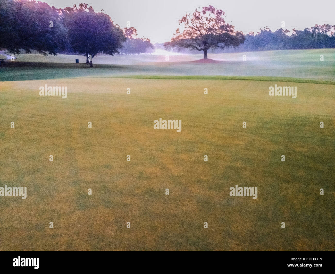 Trees on misty golf course - Smartphone Captured Stock Image