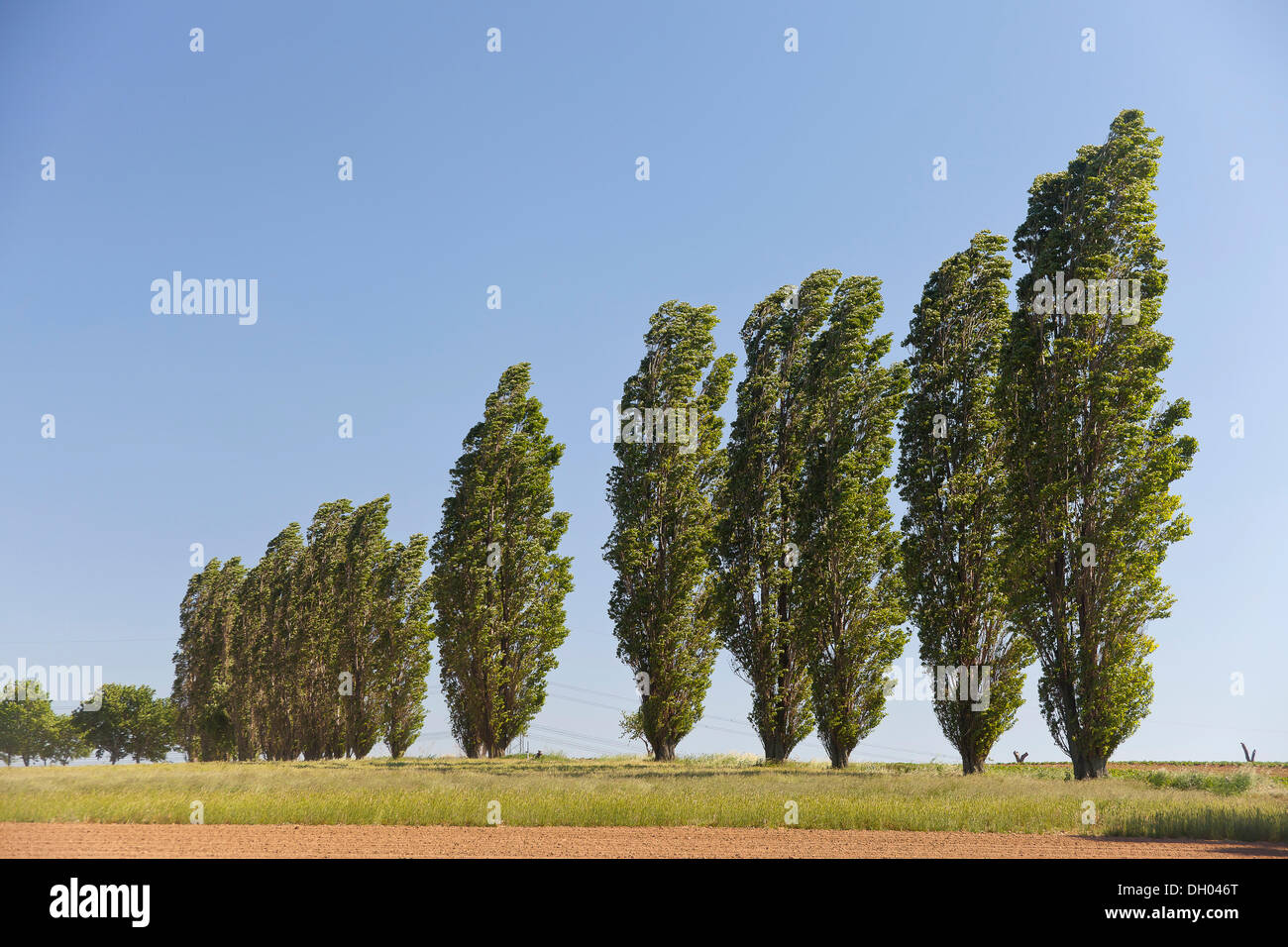 Typical avenue of poplars in the Lommatzscher Pflege district, Saxony Stock Photo