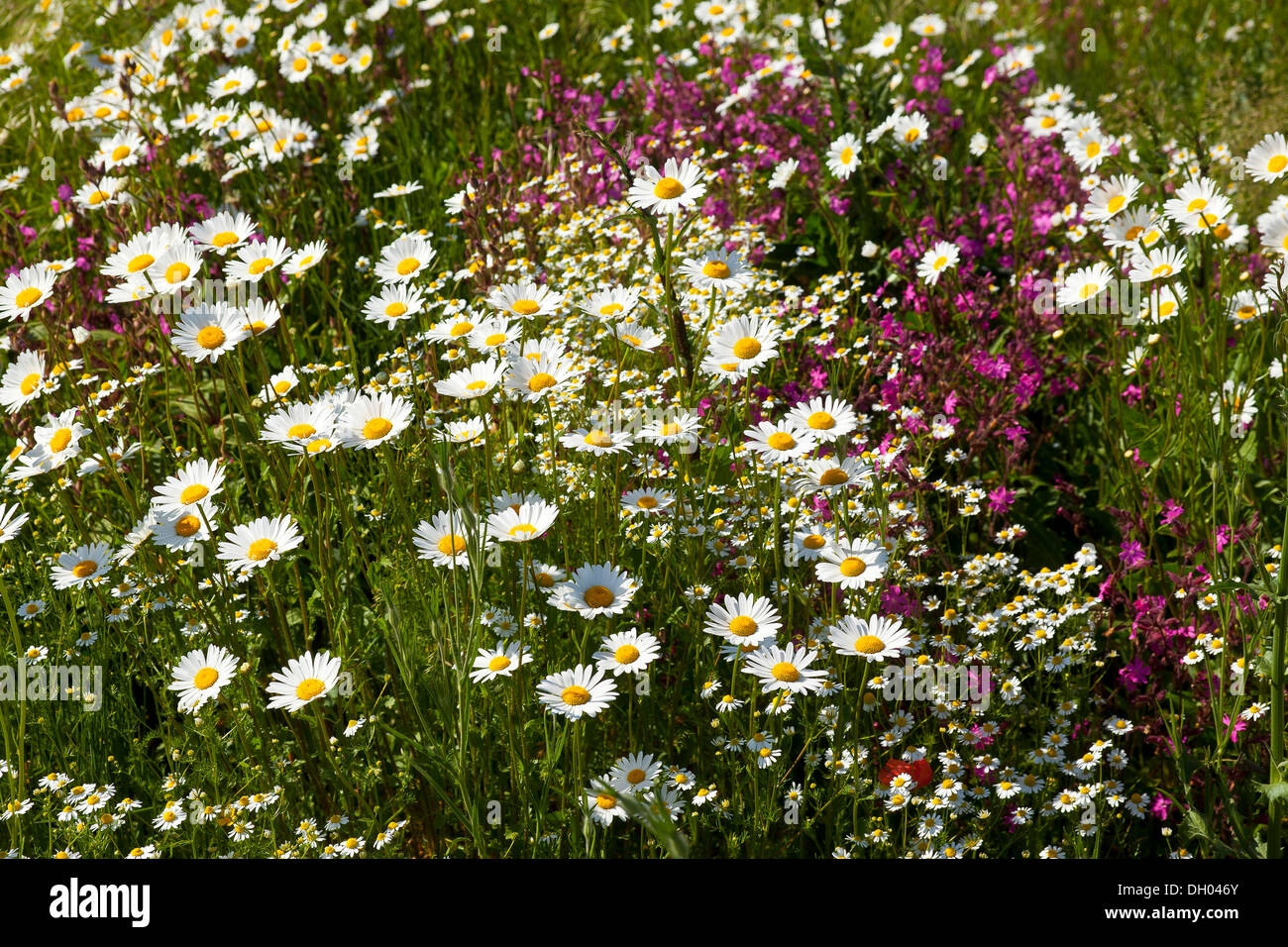 Oxeye Daisies (Leucanthemum vulgare), Red Campion (Silene dioica) and Scented Mayweed or German Chamomile (Matricaria Stock Photo
