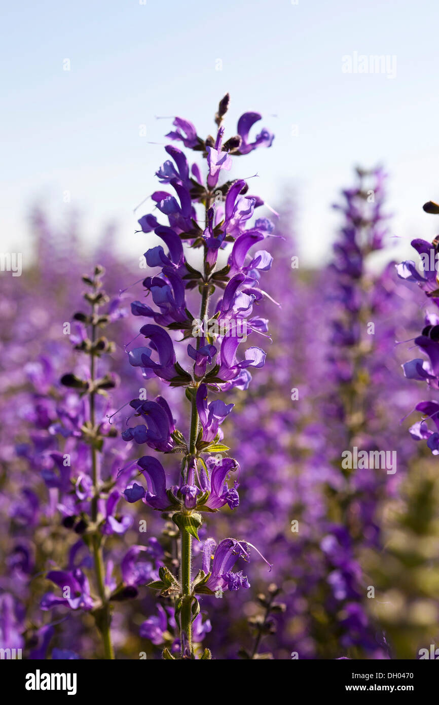 Meadow Sage (Salvia pratensis), purple flowers, Saxony Stock Photo