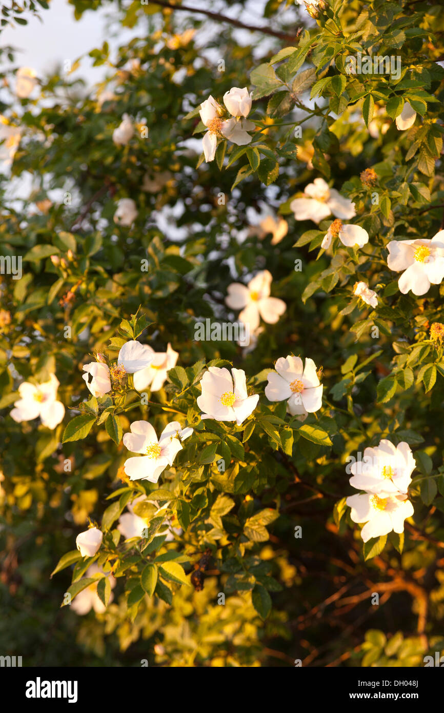 Flowers of the Dog Rose (Rosa canina) in the evening light, Lommatzscher Pflege area, Saxony Stock Photo