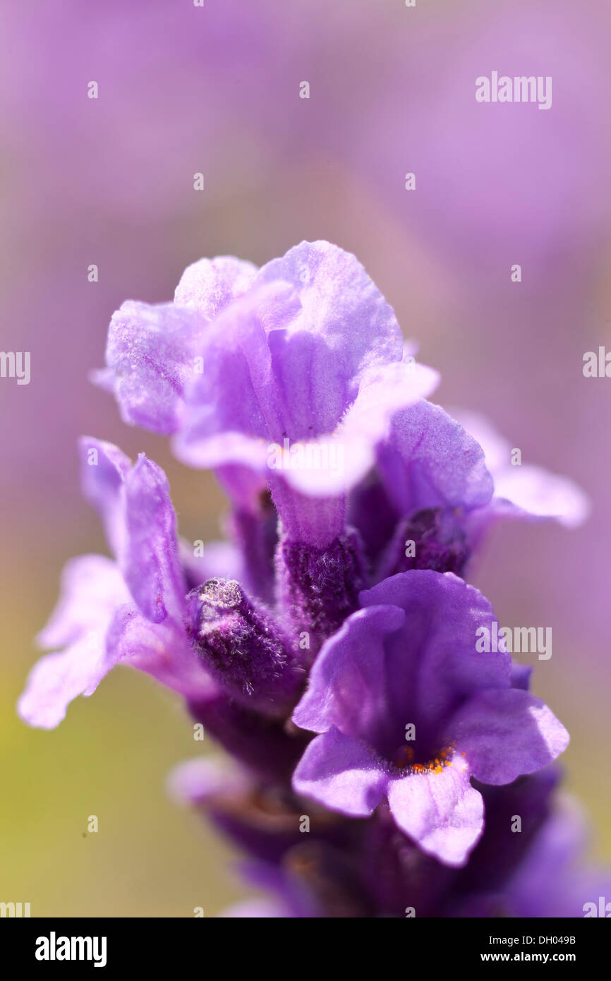 Lavender (Lavandula angustifolia, syn Lavandula officinalis, Lavandula vera) in bloom, Saxony Stock Photo
