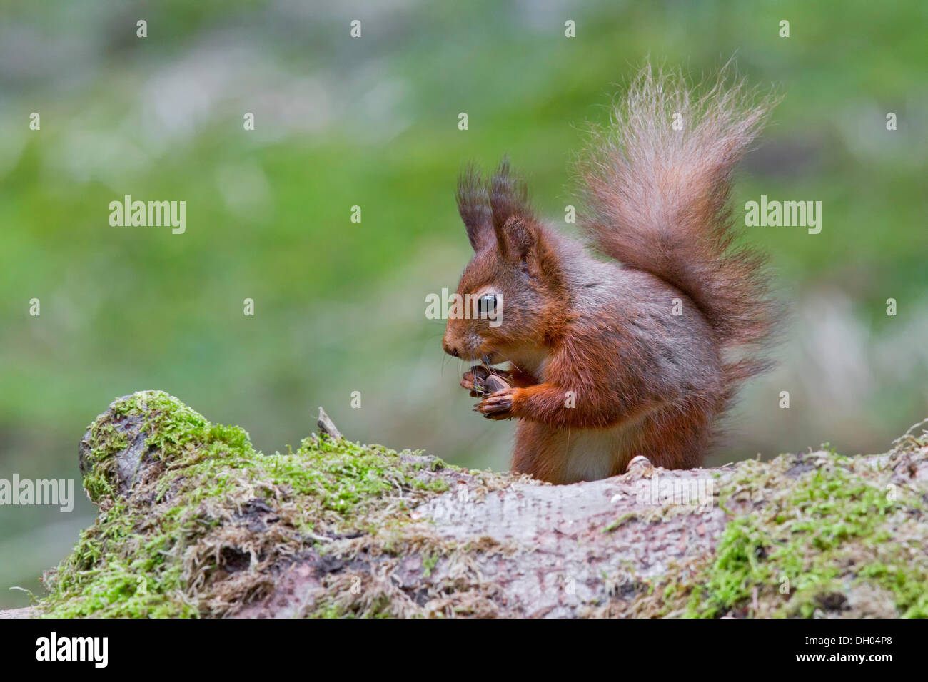 Red squirrel (Sciurus vulgaris), north west England, United Kingdom, Europe Stock Photo