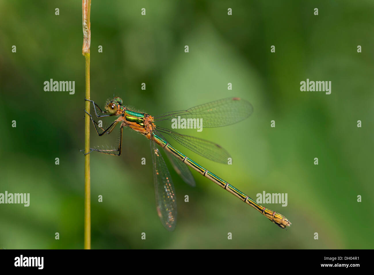 Emerald damselfly (Lestes sponsa), female, resting on a grass stem ...