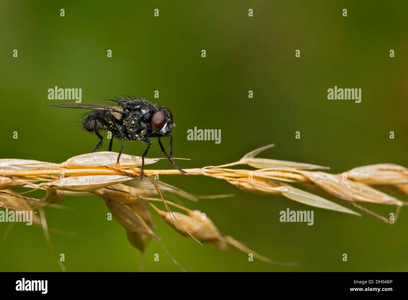 Tachinid fly (Tachinid sp.), perched on dry Couch grass stem (Elymus repens), South Wales, United Kingdom, Europe Stock Photo