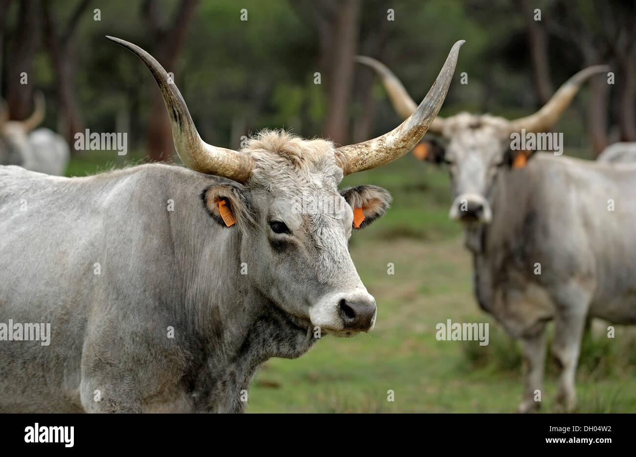 Maremma cattle, cows, Parco Regionale della Maremma, Maremma Nature Park near Alberese, Grosseto Province, Tuscany, Italy Stock Photo