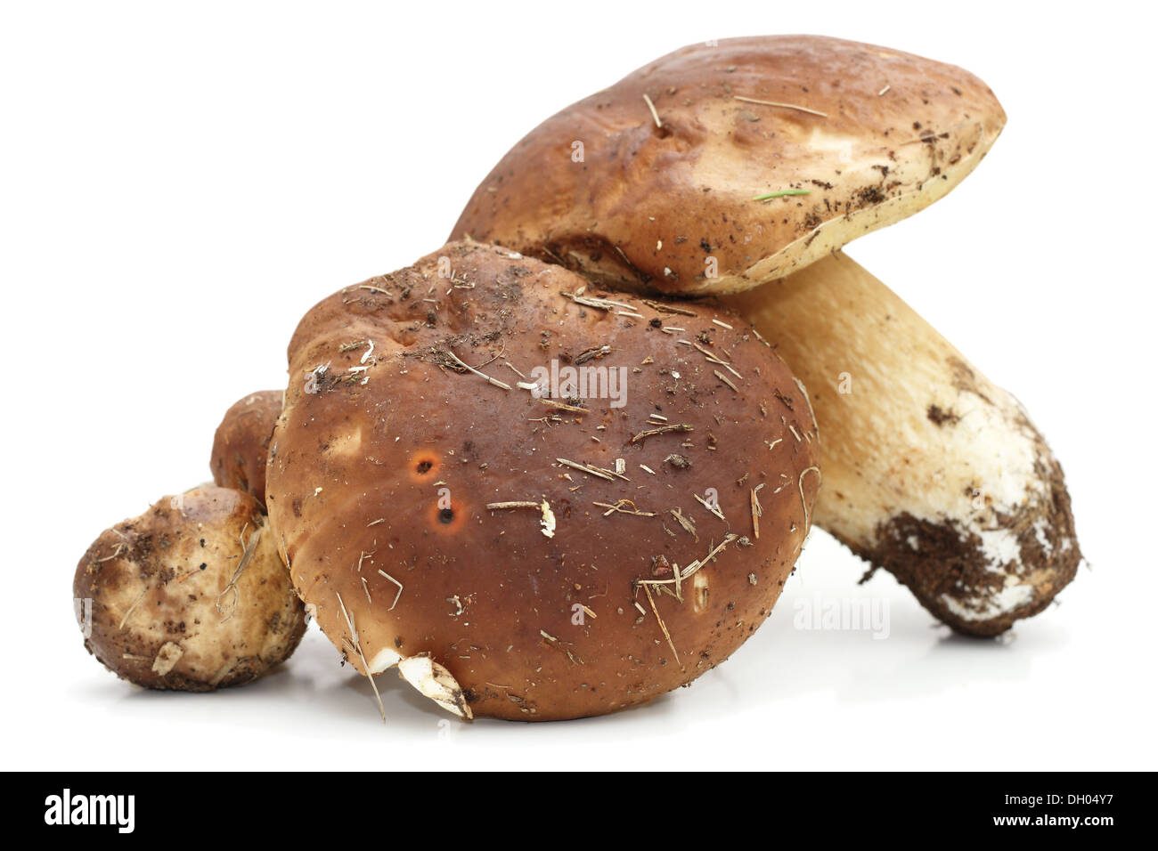 group of porcini agaric from the forest over white background with shadows Stock Photo