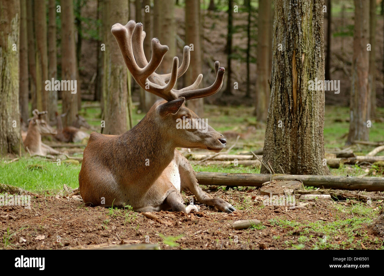 Red deer (Cervus elaphus), in forest, Buedingen wildlife park, Hesse, PublicGround Stock Photo
