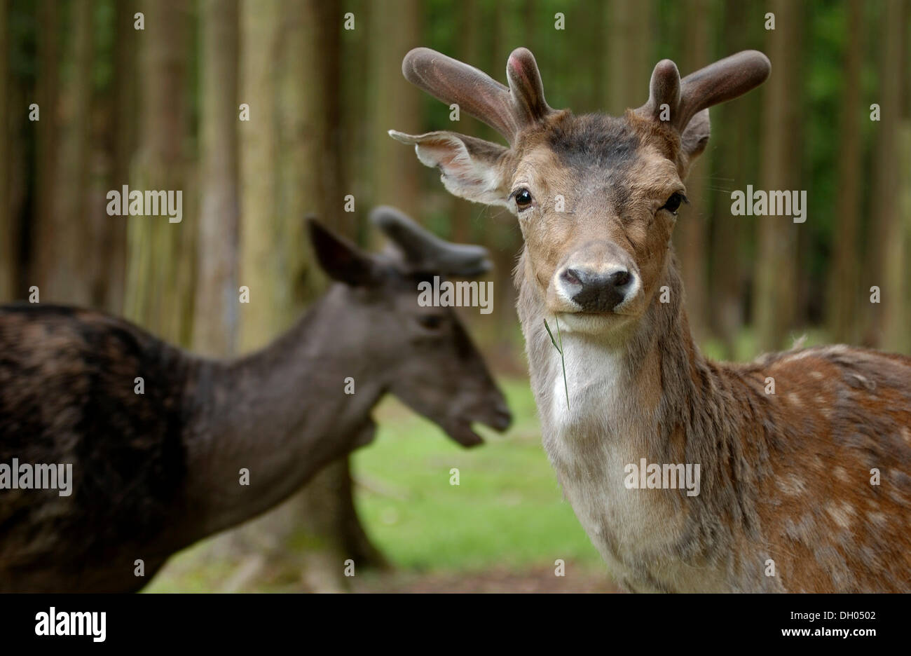 Fallow Deer (Dama dama), in forest, Buedingen wildlife park, Hesse, PublicGround Stock Photo