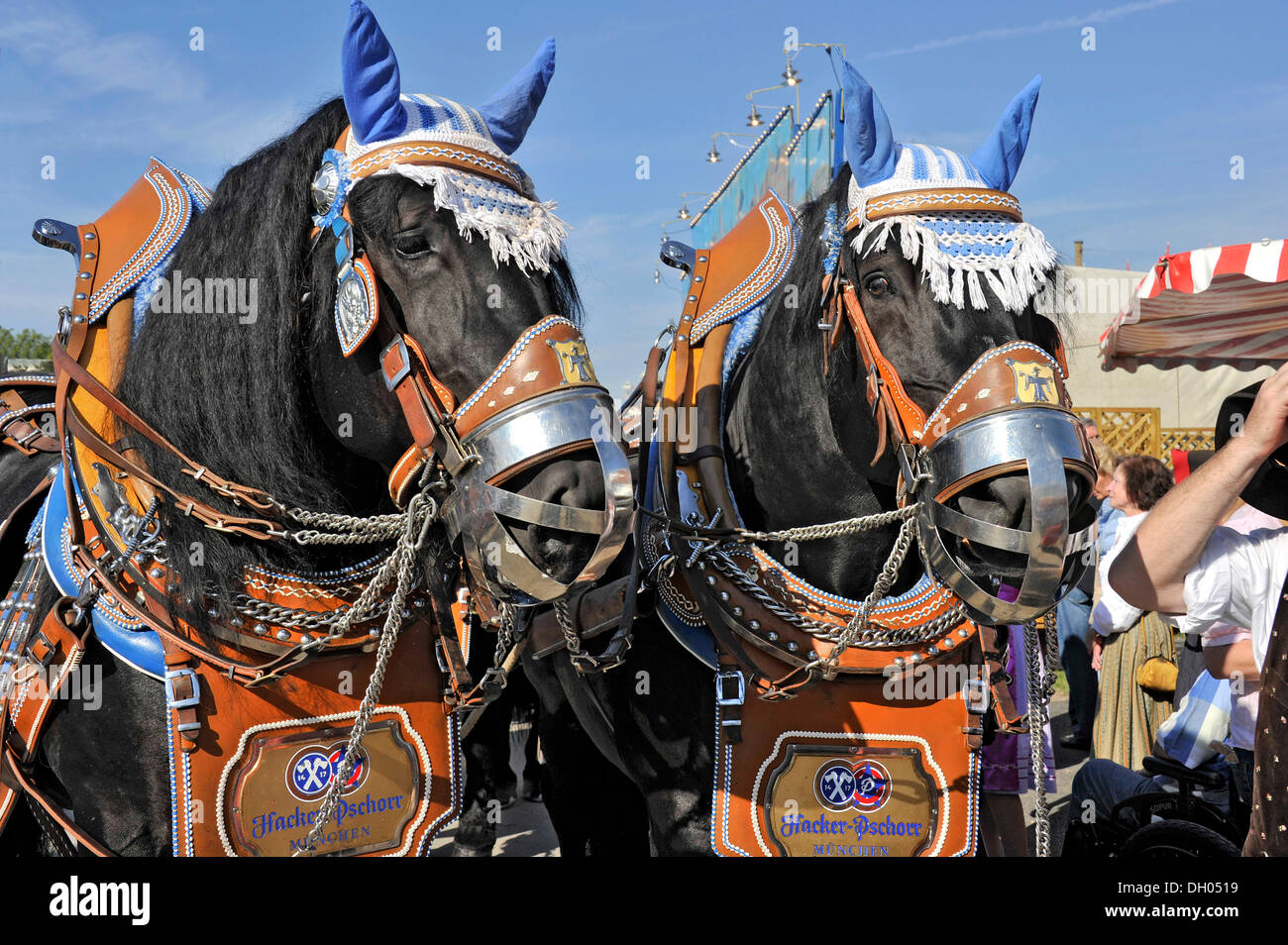 Horsedrawn brewery carriage, beer carriage, coldblood horses