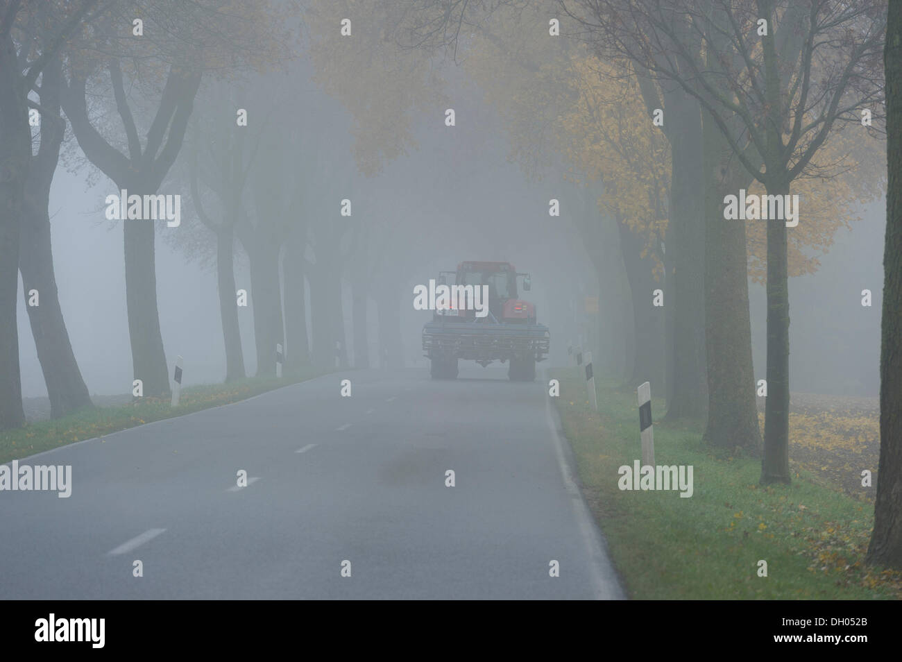 Tractor in a maple tree avenue in foggy conditions, near Niederding, Upper Bavaria, Bavaria Stock Photo