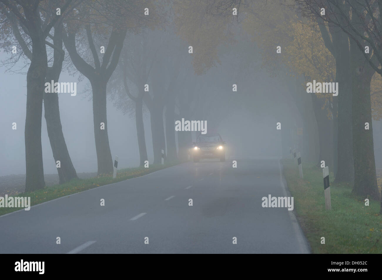 Car with fog lights in foggy conditions, driving through maple tree avenue, near Niederding, Upper Bavaria, Bavaria Germany Stock Photo