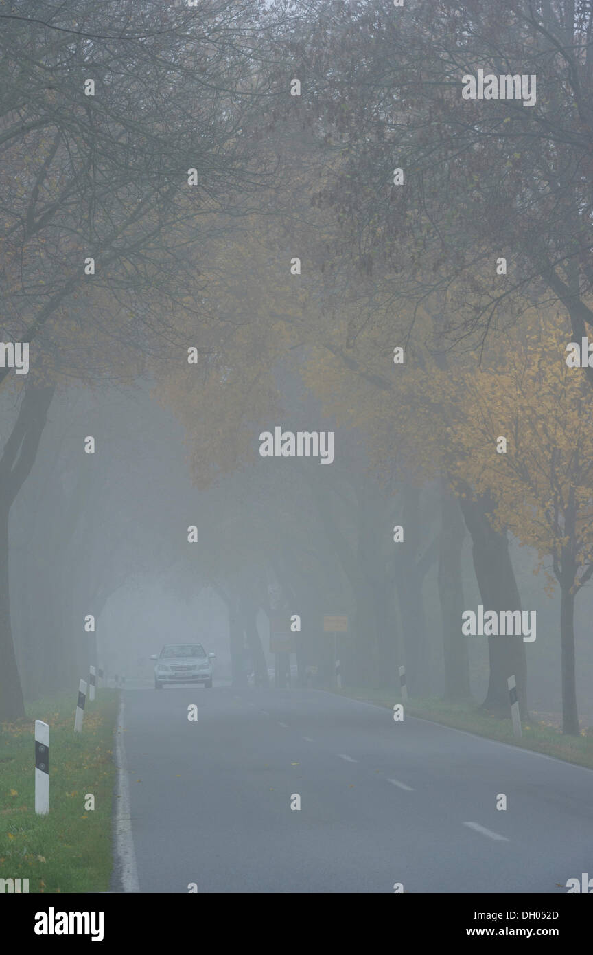 Car without fog lights driving in foggy conditions through a maple tree avenue, near Niederding, Upper Bavaria, Bavaria Stock Photo