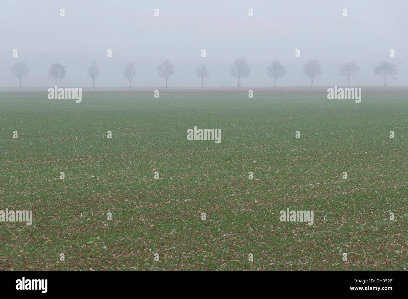 Tree-lined avenue and a field in foggy conditions, near Parsdorf, Upper Bavaria, Bavaria Stock Photo