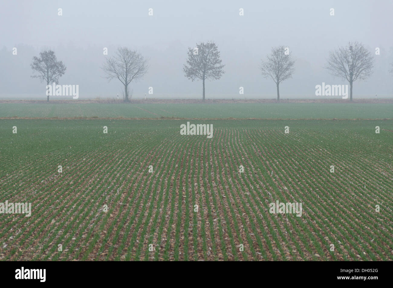 Tree-lined avenue and a field in foggy conditions, near Parsdorf, Upper Bavaria, Bavaria Stock Photo