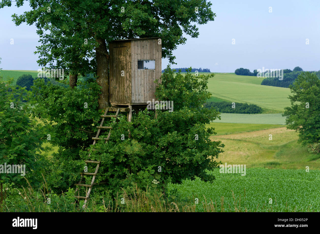 Raise hide, hunting perch, at an oak tree near Freising, Upper Bavaria, Bavaria Stock Photo
