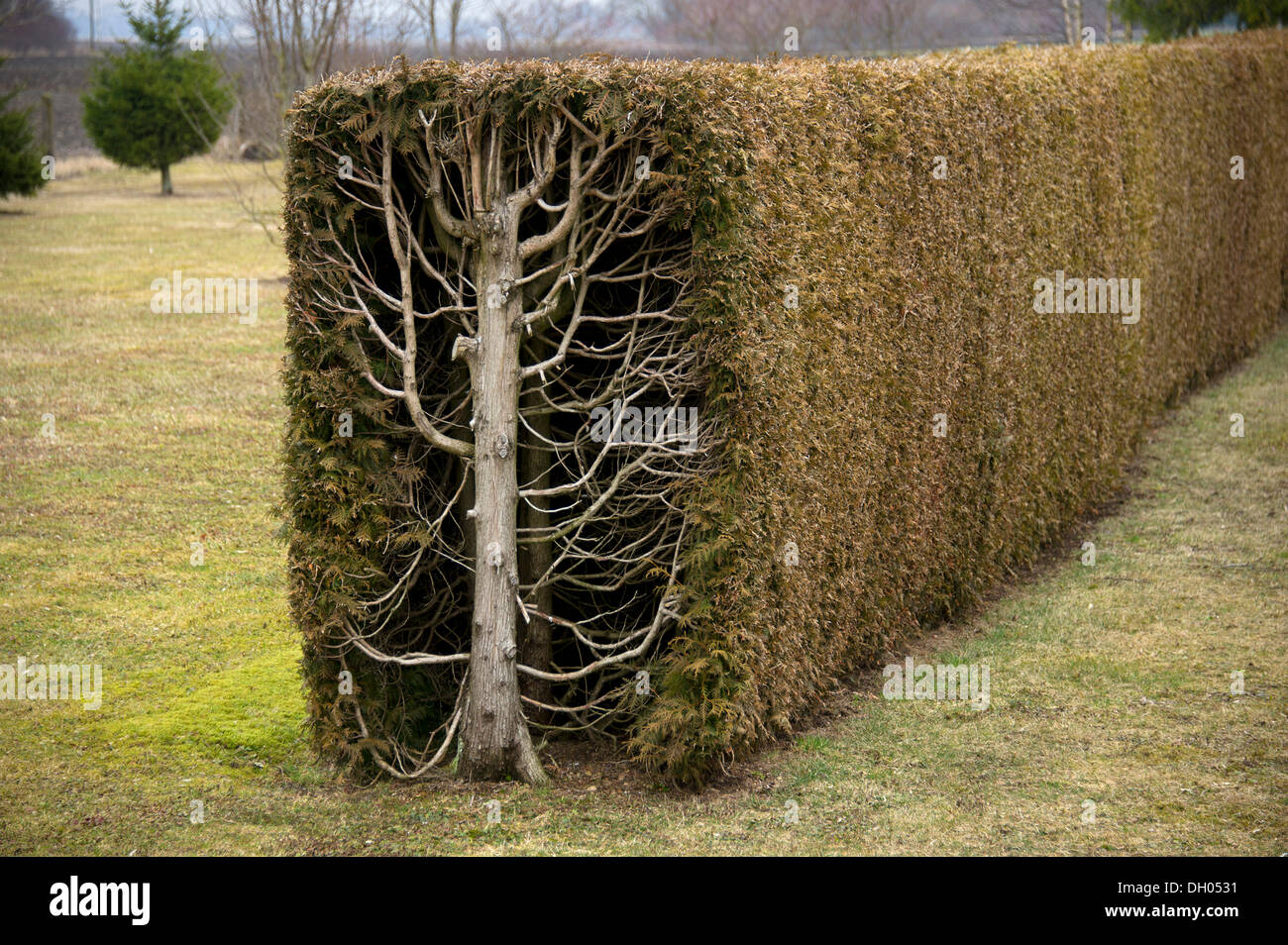 Thuja trees or arborvitae (Thuja) cut as a rectangular hedge, cross-section, Fischerhaeuser, Upper Bavaria, Bavaria Stock Photo